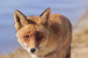 �ƾżǺű���Ƶ����³ľ��һ���񡰷�ǽ������ҥ�Ա����¾���(ͼ)...